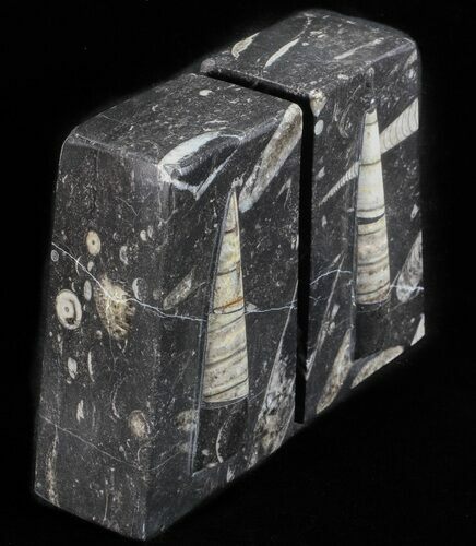 Polished Orthoceras Bookends - Morocco #61326